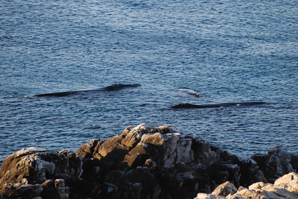 Апартаменты Whaletale Де-Келдерс Экстерьер фото