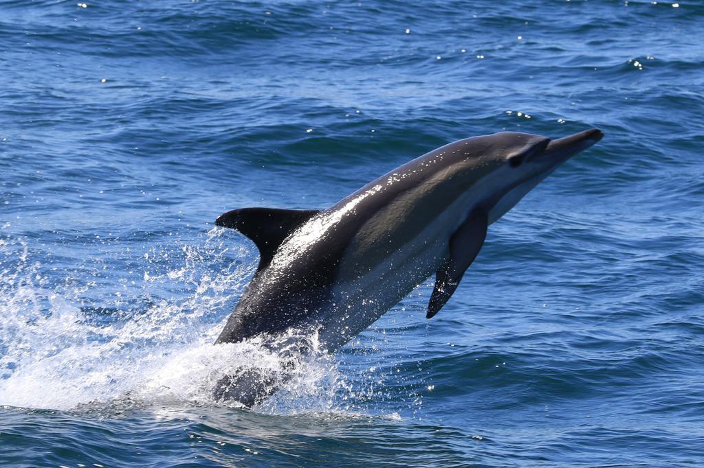 Апартаменты Whaletale Де-Келдерс Экстерьер фото